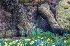 Sweet chestnut at Doddington Hall