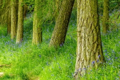Flakebridge Wood
