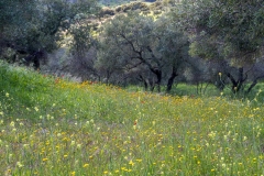 Olive grove, Andalucia