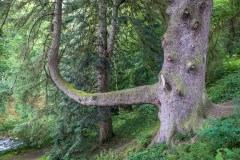 Aira Force arboretum, sitka spruce