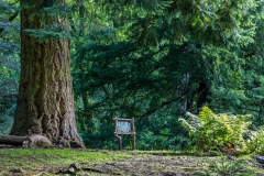Douglas Fir, Aira Force