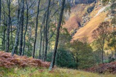 Cummatcatta Wood, Borrowdale