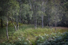Silver Birch, Grange Fell