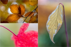 Autumn leaves