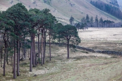 Buttermere pines