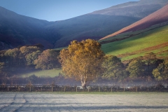 Silver birch,  Loweswater
