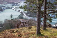 Pine trees on High Rigg