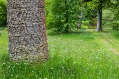 Monkey Puzzle Tree at Holker Hall