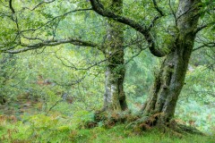 Borrowdale