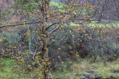 Lanthwaite Wood