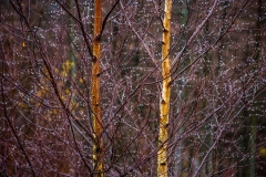 Birch on Latrigg