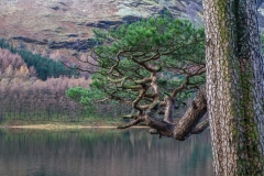 Buttermere pine