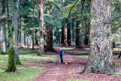 Rhinefield Tall Trees Trail