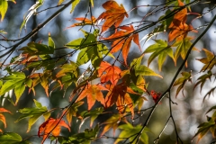 Japanese maple