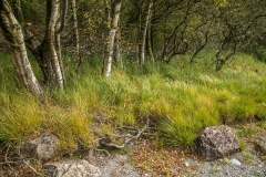 Thirlmere