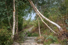 Silver birch in Great Wood