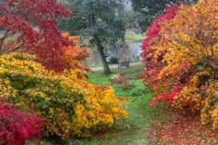 Yorkshire Arboretum, acer