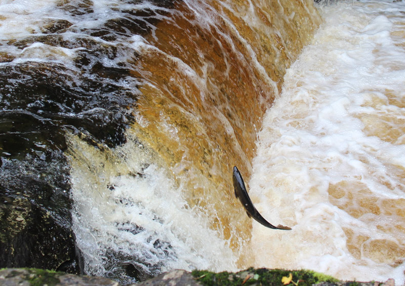 Leaping salmon at Stainforth Force