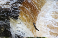 Leaping salmon at Stainforth Force