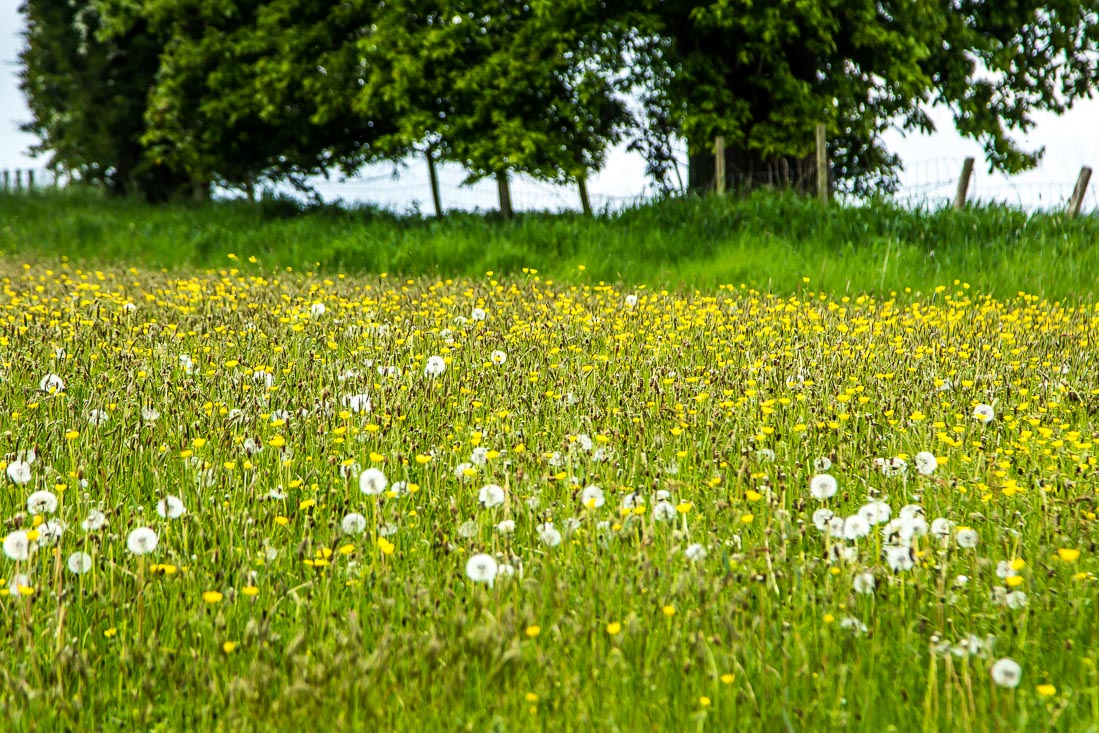 Wild flower meadow, Acorn Bank