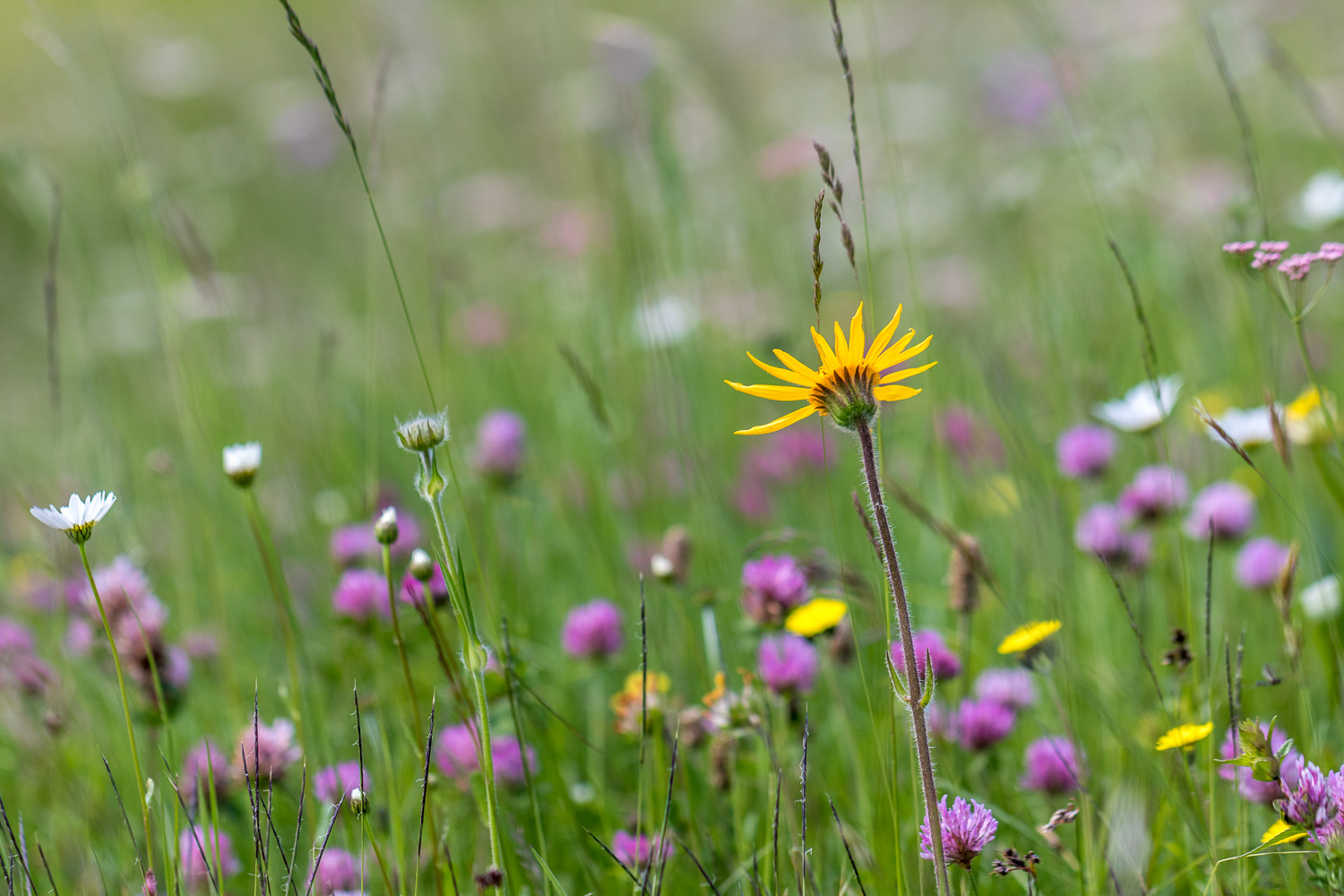 Wild flower meadows, Alpe de Siusi, Dolomites