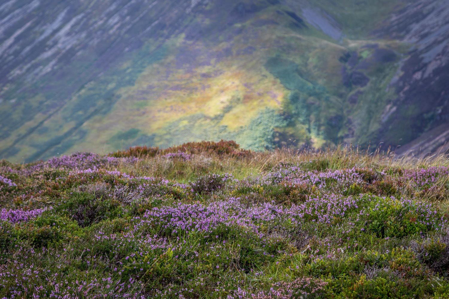 Heather on Ard Crags