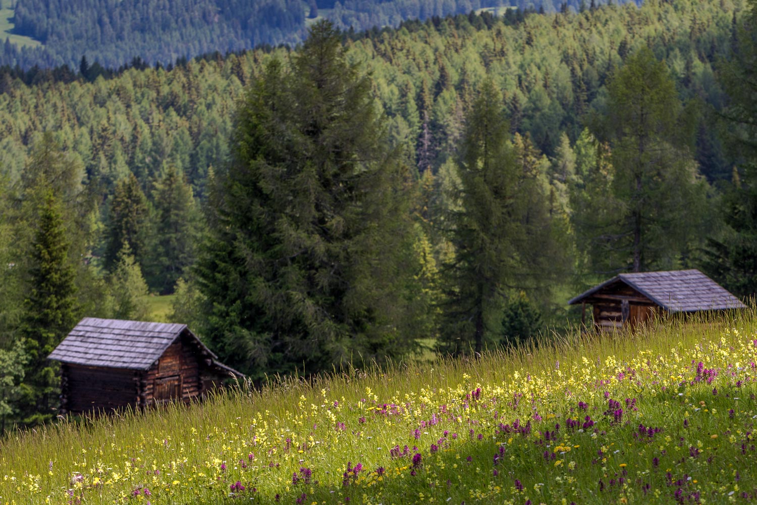 Armentara wild flower meadows, Dolomites