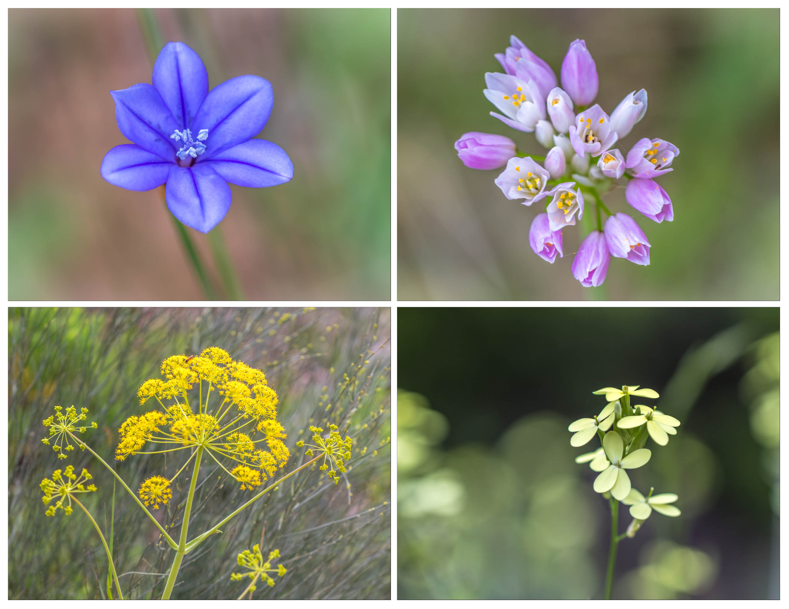 Wildflowers of Andalucia