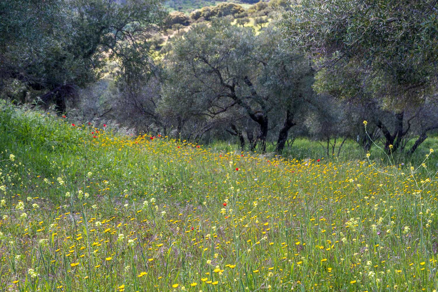 Wildflowers of Andalucia