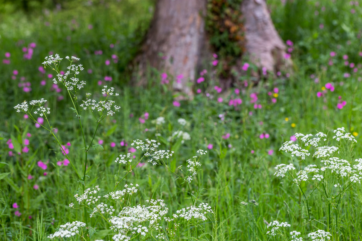 Cow parsley at Holker Hall