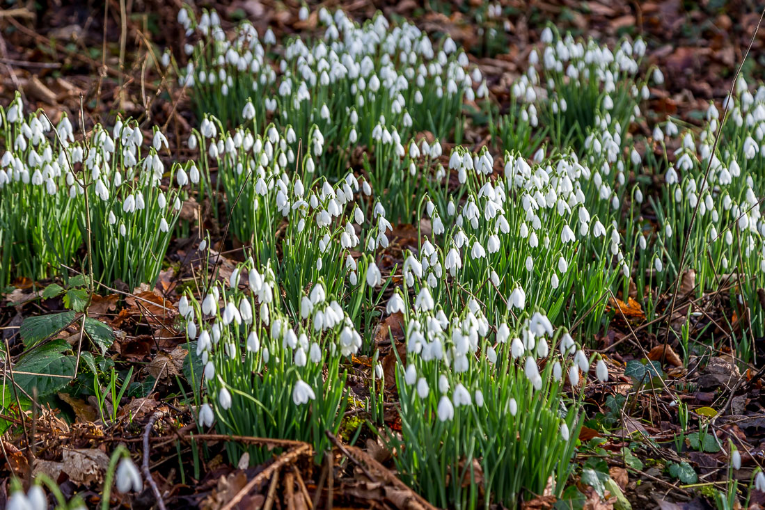 Snowdrops, Lanthwaite Wood