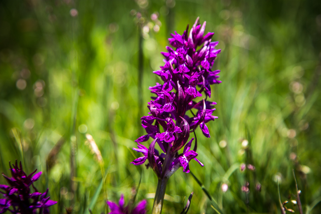 Marsh Orchid, Spanish Pyrenees