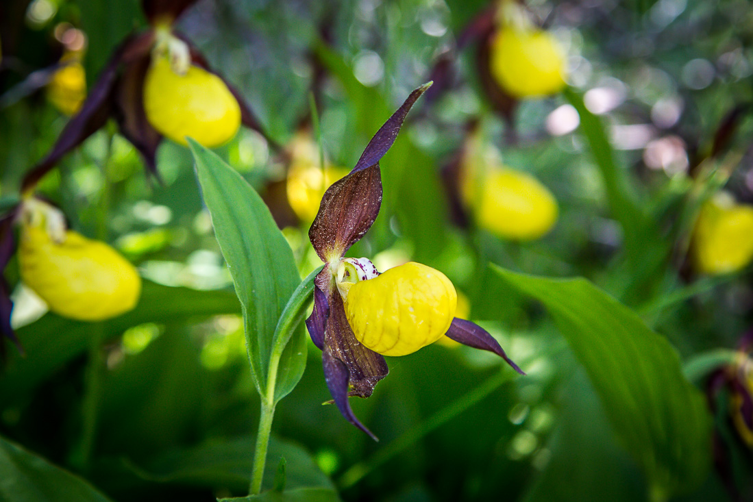 Lady’s Slipper Orchid, Spanish Pyrenees