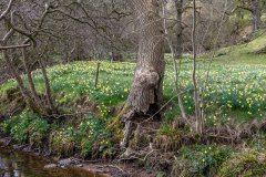 Wild daffodils by the River Dove, Farndale