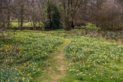 Wild daffodils, Farndale