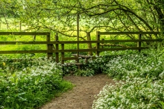 Wild garlic, Acorn Bank