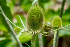 Teasel, Acorn Bank