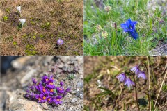 Alpine flowers Swiss Alps