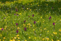 Alpine meadows, Bernese Oberland, Swiss Alps