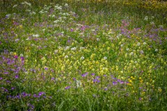 Alpine meadows, Bernese Oberland, Swiss Alps