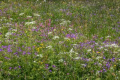 Alpine meadows, Bernese Oberland, Swiss Alps