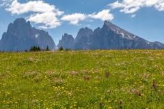 Wild flower meadows, Alpe de Siusi, Dolomites