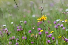 Wild flower meadows, Alpe de Siusi, Dolomites