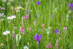 Wild flower meadows, Alpe de Siusi, Dolomites