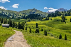Wild flower meadows, Alpe de Siusi, Dolomites
