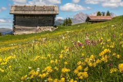 Wild flower meadows, Alpe de Siusi, Dolomites