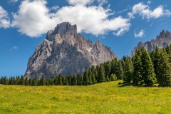 Wild flower meadows, Alpe de Siusi, Dolomites