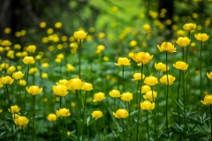 Swiss Alps wild flowers