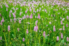 Swiss Alps wild flowers