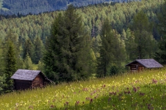 Armentara wild flower meadows, Dolomites